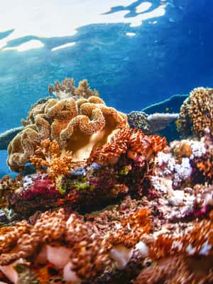 image n.2 of From Bali: 3 Snorkeling Spots Tour to Lembongan and Penida activity in Denpasar, uploaded by supplier