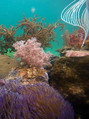 зображення №2 активності «Екскурсії по Червоній річці - морські прогулянки на острові Фукуок» в такій локації: An Thoi, острів Фукуок, завантажене постачальником