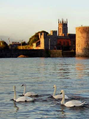 Obraz nr 2 z atrakcji Limerick: Wycieczka piesza po historycznym mieście i targu mlecznym w Limerick, przesłany przez organizatora