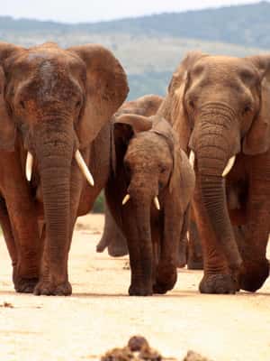 imagem n.2 de De Joanesburgo: Safari de vida selvagem em Pilanesberg atividade em Noroeste, África do Sul, carregada pelo fornecedor