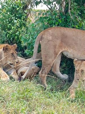 image n.2 of From Nairobi :3 days 2 nights Masai Mara Group 4WD Safari activity in Central Kenya, uploaded by supplier