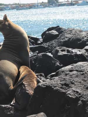 image n.2 of Galapagos: Tour Island Hopping 7 days - 6 nights activity in Galápagos Islands, uploaded by supplier