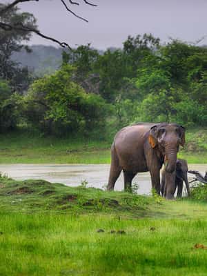 image n.2 of Ella: Shuttle to Tangalle/Mirissa/Galle w Udawalawe Safari activity in Eastern Province, Sri Lanka, uploaded by supplier