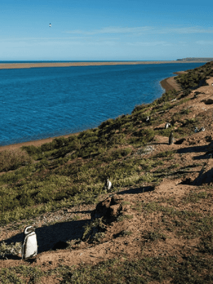 Bild Nr. 2 von Von Puerto Madryn aus: Landausflug auf die Halbinsel Valdés Aktivität in Chubut Provinz, hochgeladen vom Anbieter