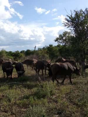 imagem n.2 de Parque Nacional Kruger: Excursão de 4 dias para o melhor safari atividade em Pilgrim's Rest, África do Sul, carregada pelo fornecedor