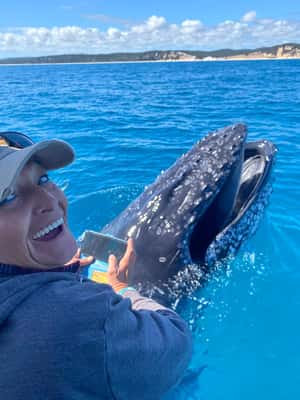 image n.2 of Noosa; Noosa Thriller Whale Watching activity in Noosaville, uploaded by supplier
