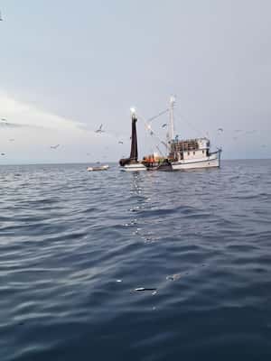 image n.2 of Rovinj fishing tour with boat activity in Rovinj, uploaded by supplier