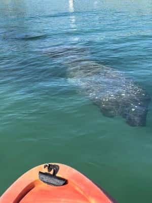 image n.2 of Bradenton: Anna Maria Island Guided Kayaking Manatee Tour activity in Bradenton, Florida, uploaded by supplier