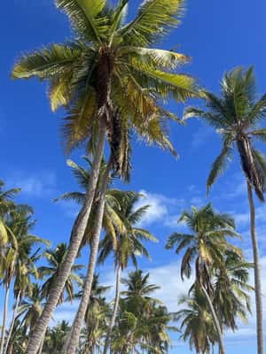 image n.2 of Saona Island: Beach & Natural Pool Small-Group Tour w/ Lunch activity in La Romana (Province), uploaded by supplier