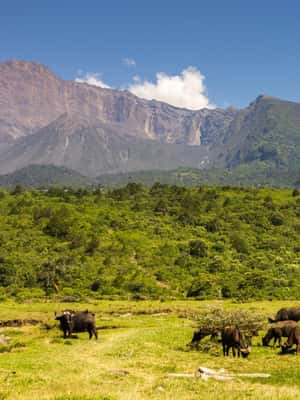 image n.2 of A Walking Safari in Arusha National Park activity in Arusha (Region), uploaded by supplier