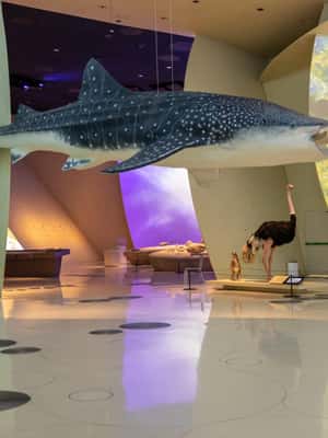 image n.2 of National Museum of Qatar: Admission Ticket activity in Doha, uploaded by supplier