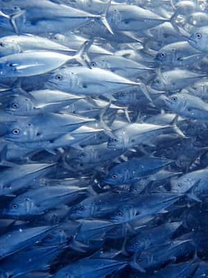 image n.2 of Cabo Pulmo Snorkeling activity in Baja California Sur, uploaded by supplier