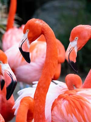 Immagine nº 2 di New Orleans: Biglietto per lo zoo di Audubon e opzione combinata attività a New Orleans, caricata dal fornitore