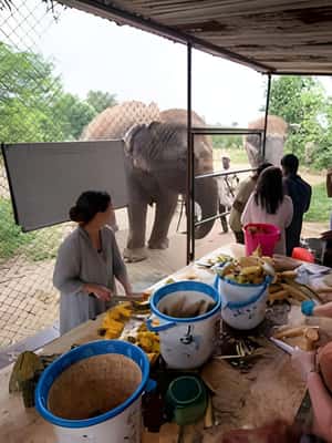 image n.2 of Agra: Taj Mahal, Agra & Elephant SOS Full or Half Day Tour activity in Agra, uploaded by supplier