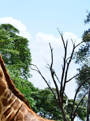 image n.2 of Karen Blixen, Beads Factory, Giraffe Center & Bomas Day Tour activity in Nairobi, uploaded by supplier