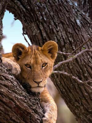 Bild Nr. 2 von 7 Tage Budget-Camping – Tarangire, Serengeti, Ngorongoro... Aktivität in Arusha (Region), hochgeladen vom Anbieter