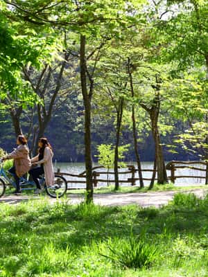 image n.2 of Seoul: Nami Island & Petite France Tour with Railbike Option activity in Chuncheon-si, uploaded by supplier