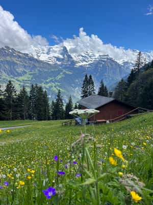 imagen n.º 2 de Interlaken: excursión a un lago alpino y a un acogedor refugio de montaña. actividad en Spiez, subida por el proveedor