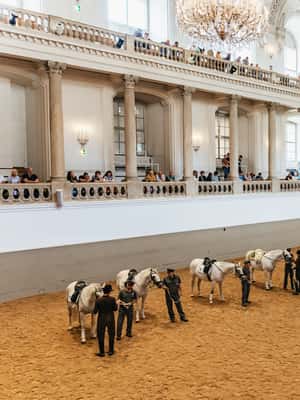 Image N°2 de Vienne : Formation à l'école d'équitation espagnole activité à Vienne, publiée par le prestataire