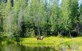 From Stockholm: Wildlife Safari with Campfire Dinner