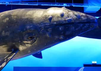 9. Whales of Iceland