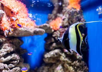 7. ランサローテ水族館