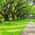 Oak Alley Plantation