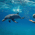 Swim with dolphins