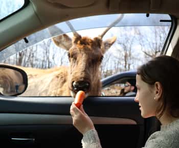 Из Монреаля: Сафари-парк дикой природы Omega Park Звуки дикой природы