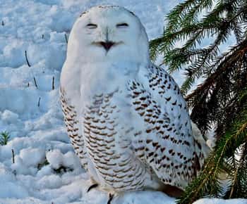 Rovaniemi: Ranua's Wildlife Park billet med transport