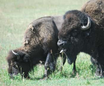 Yellowstone Lower Loop - Private Full Day Tour