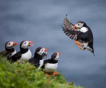 Seahouses: Seevogel- und Robbenkreuzfahrt zu den Farne-Inseln