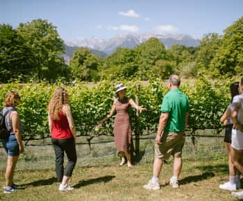 Mezzocorona: visita a los viñedos en la montaña y cata de 3 vinos.