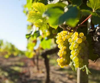 Vouvray wijn halfdaagse tour vanuit Tours