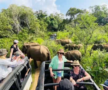 Minneriya National Park 4x4 jeep Safari Include Entrance Fee