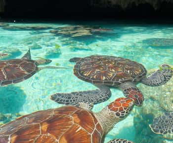 SWIMMING WITH TURTLES AT SALAAM CAVE AT KIZIMKAZI ZANZIBAR