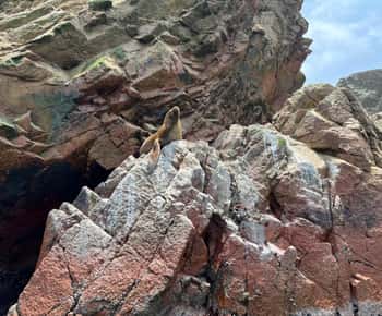 Fra Ica eller Huacachina: Ballestas-øerne og Paracas National Reserve.