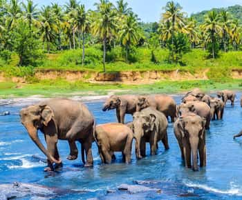 From Kandy: Pinnawala Day Tour
