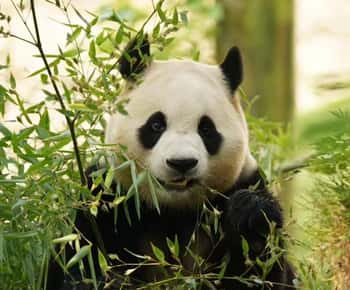 Private Panda Volunteering & Learning Tour | Wolong Base