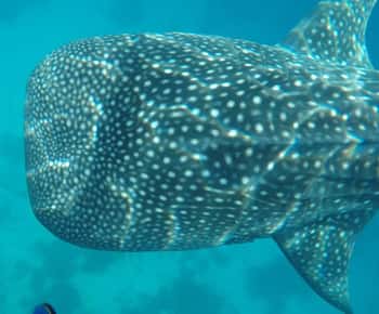 Cebu: tour particular de 2 dias a Moalboal e Oslob