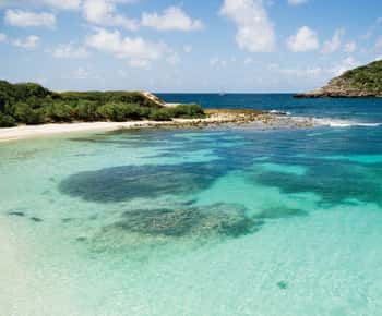 Fra St John's: Half Moon Bay Beach halvdagsudflugt med van