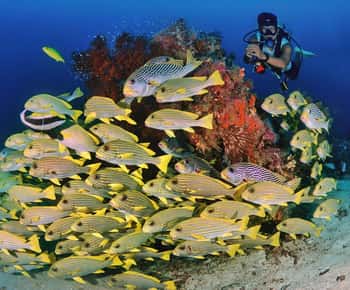 Bali/Amed: 2 Fun Dives with Sharks, Turtles & Reef Fish