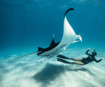 Nusa Penida Island: Manta Point Snorkeling & West Coast Tour