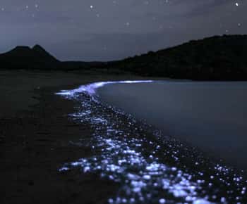 Cat Ba : Lan Ha Bay Bioluminescerande plankton kajak båttur