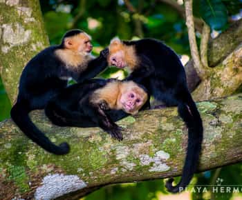 From Jaco: Monkey Encounter with Local Cuisine Experience