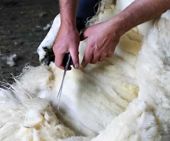Vorführung eines Schäferhundes auf einer Schaffarm. Galway. Geführt.