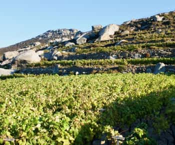 Tinos'tan: Stemnitsa Şaraphanesi Turu ve Tadım