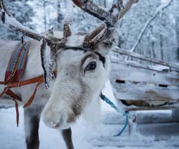 Levi Polar Lights Tours: Rentier und Husky Schnuppertour