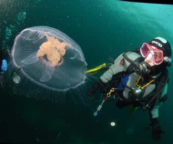 Lofoten: prima esperienza di immersione subacquea