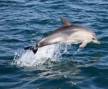 Cascais: Passeio de lancha para observação de golfinhos